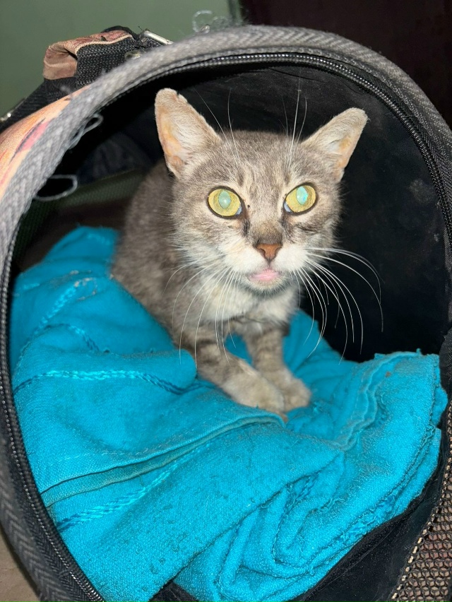 Добрый день.
Найдена кошка в зелёном ошейнике от блох в...