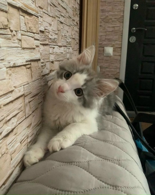 Отдаем кота в добрые руки. Звоните по номеру телефона: 8...