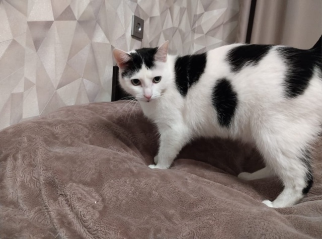 Пропала кошка в Лумбушах, зовут Маруся.