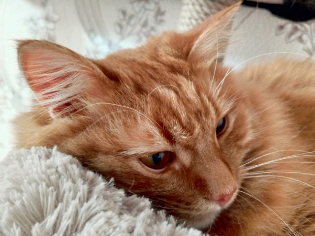 Мурчик💗