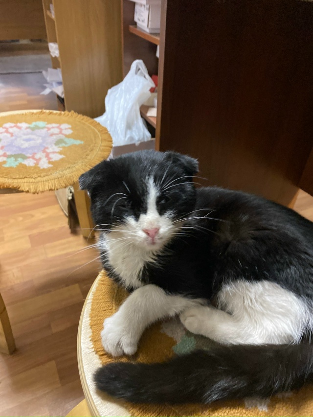 На комсомола чей кот , замерзает