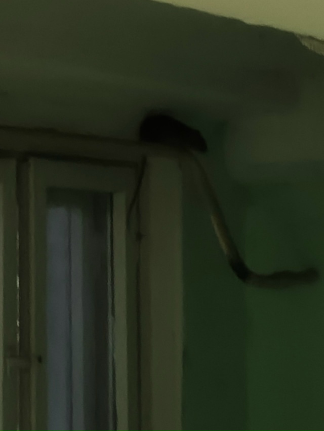 Волховский 55, крысы скоро на голову будут прыгать.