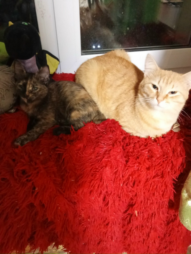 В Закамске по улице ласвинская 68б потелитесь кот Сема ...