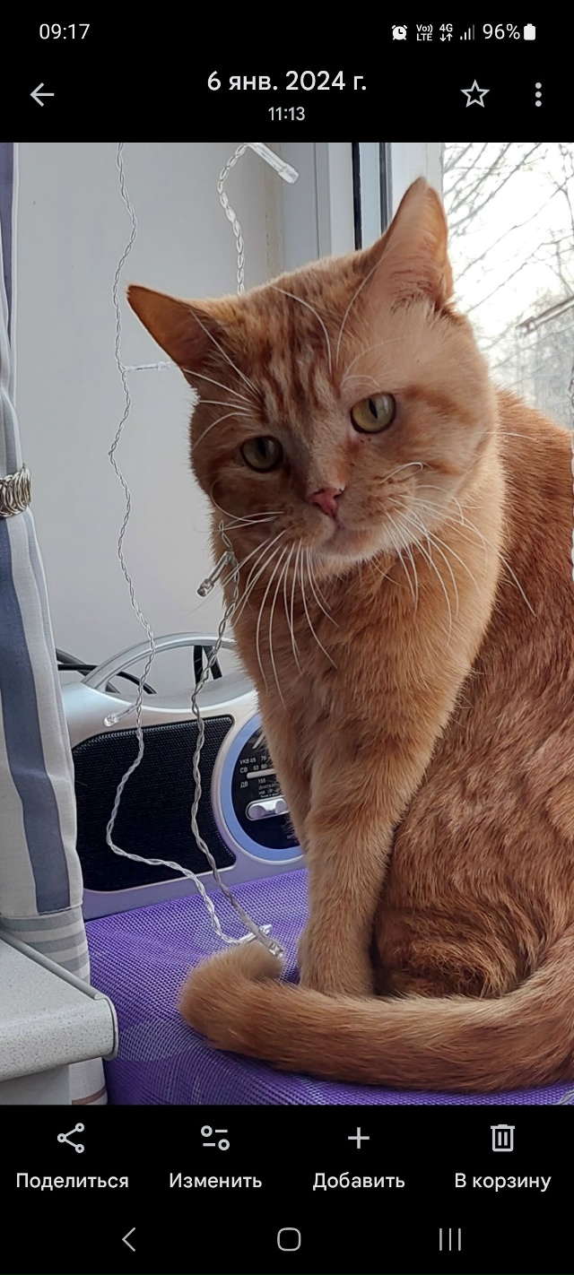 Уважаемые любители чужих котиков из с. Белые Колодези. ...