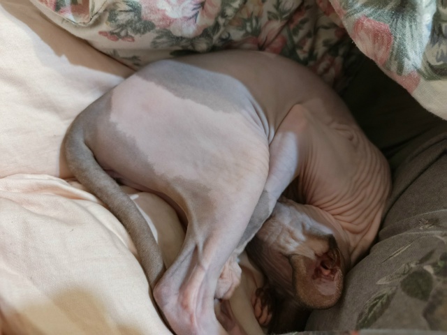 Ириска наслаждается