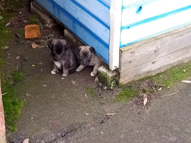 На рынок подбросили щенят девочек помогите пристроить