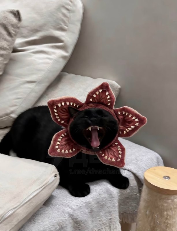 На российских маркетплейсах появилась шапка в виде Демогоргона для домашних питомцев
Теперь шерстян