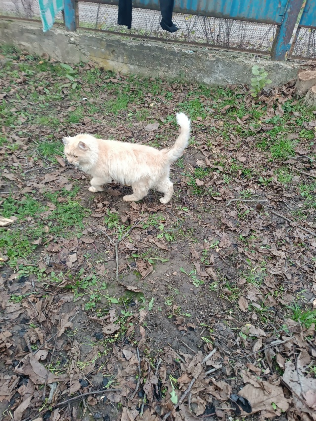 Марс ищет дом
Вашему вниманию предлагается этот брута?...