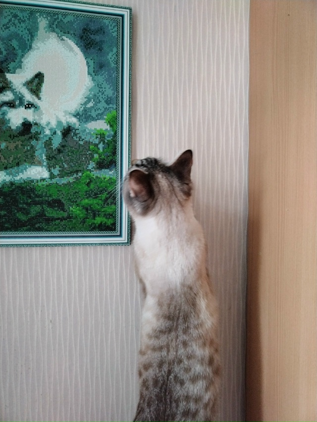 Кот Арбуз - ценитель прекрасного😊