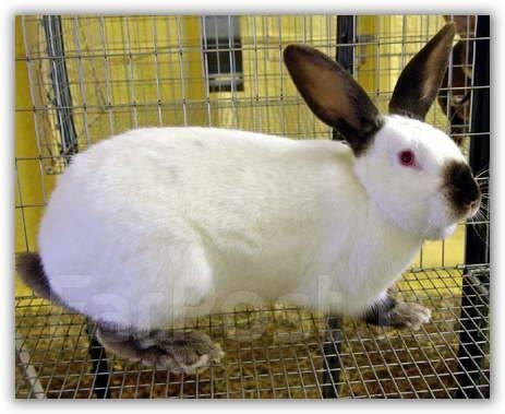 Продам кроликов калифорнийцы возраст 5 месяцев все воп...