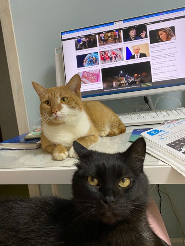 Пропал кот квартал Лесной 4,может кто то видел, приютил...