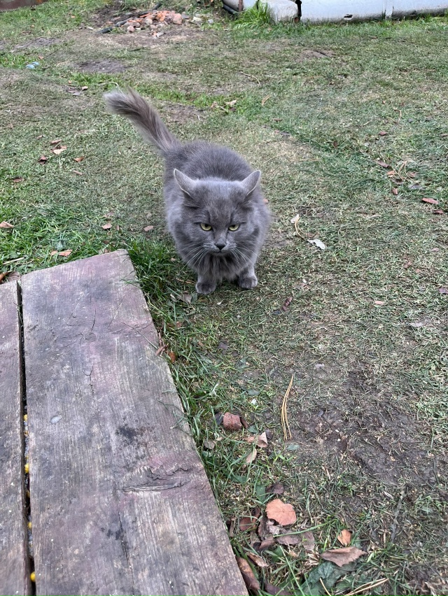 Чья красавица приходит столоваться на улице Советской...