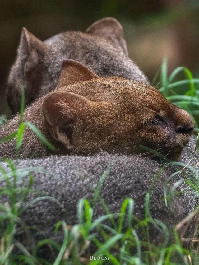 Это ягуарунди — необычная кошка, которая решила, что б?...
