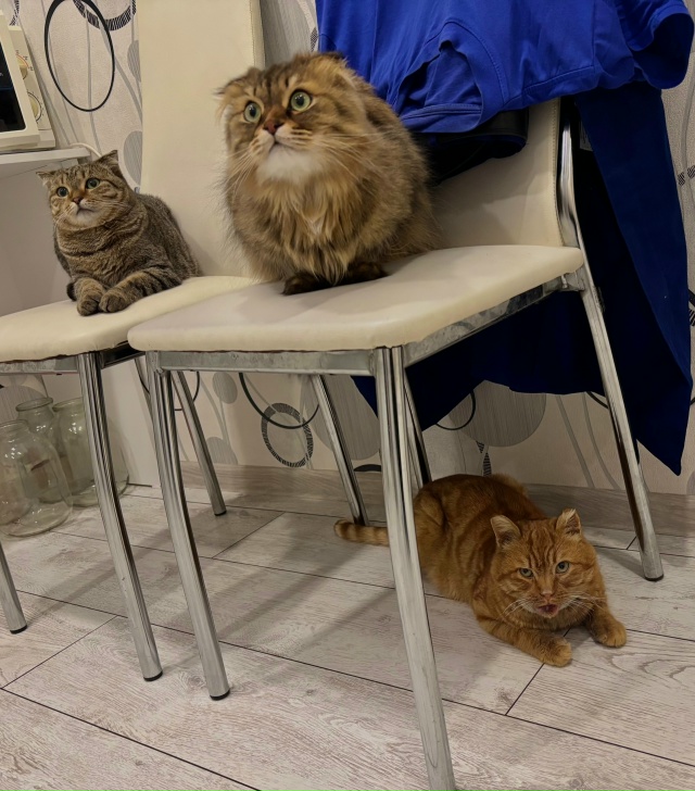 Кто помнит недавнее объявление про этого котика.
Всем...