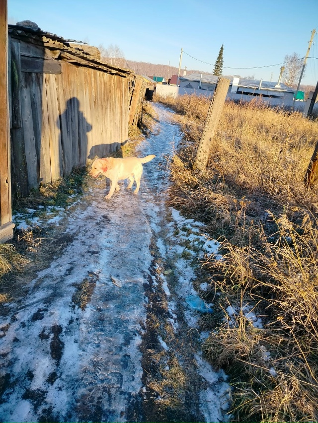 Чья собака, бегает на ул. Каткова? Хозяин отзовись.