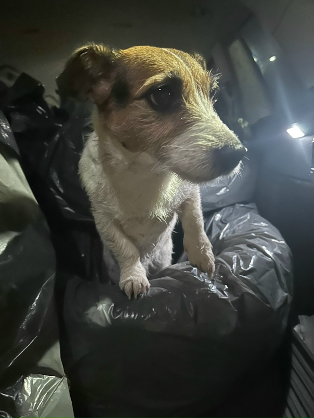 Нашла бегающую собаку. Кто потерял? Около муз школы