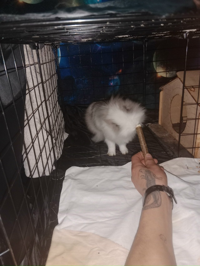 Отдам в хорошие руки декоративный кролик зовут Мася 7м?...