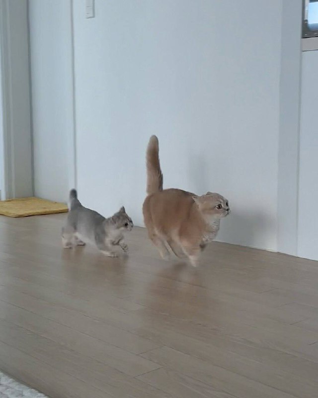 Не чипой!!