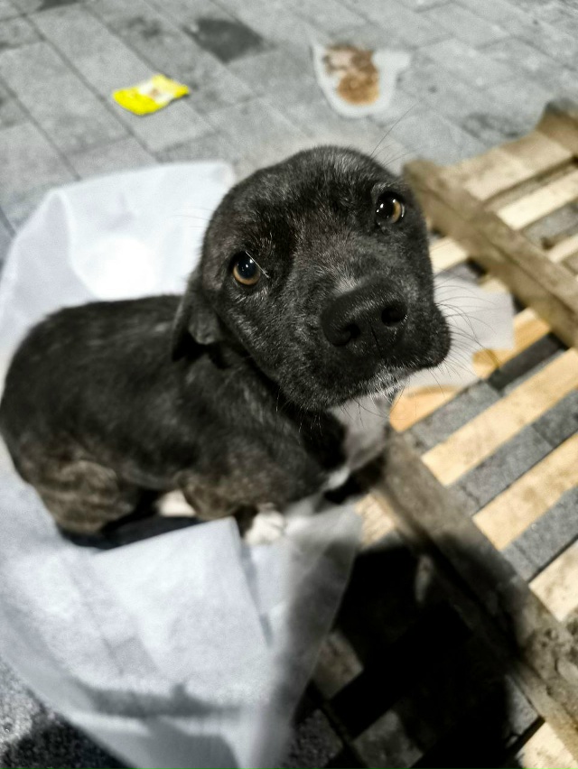 Всем добрый вечер!
Помогите найти дом или хозяина этом...