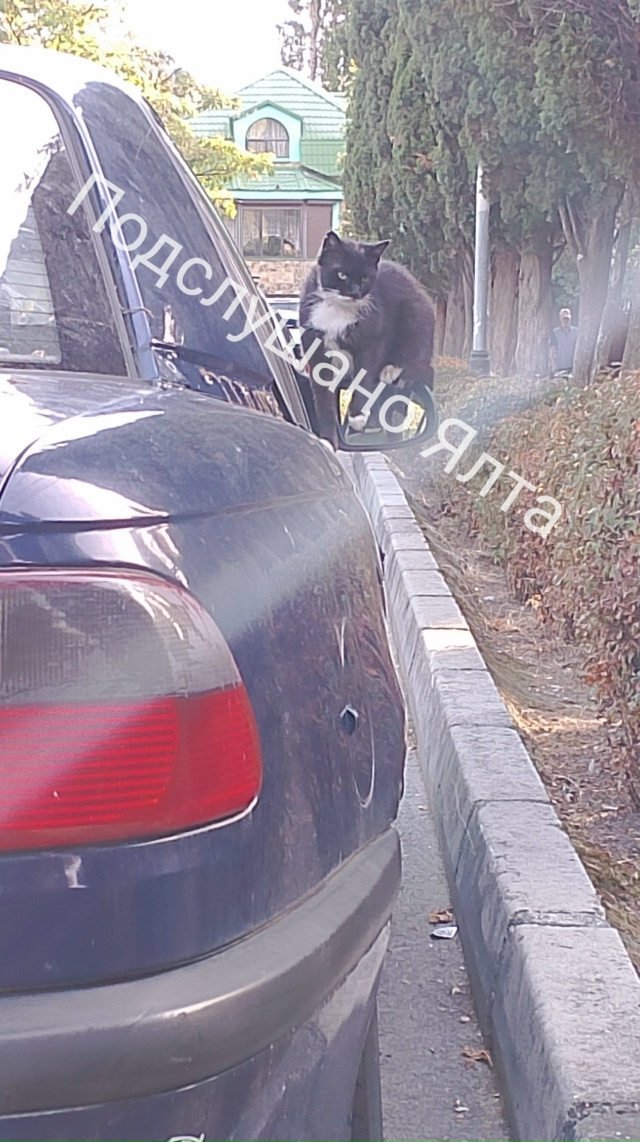Товарищи ялтинские автолюбители. Никогда не сворачива...