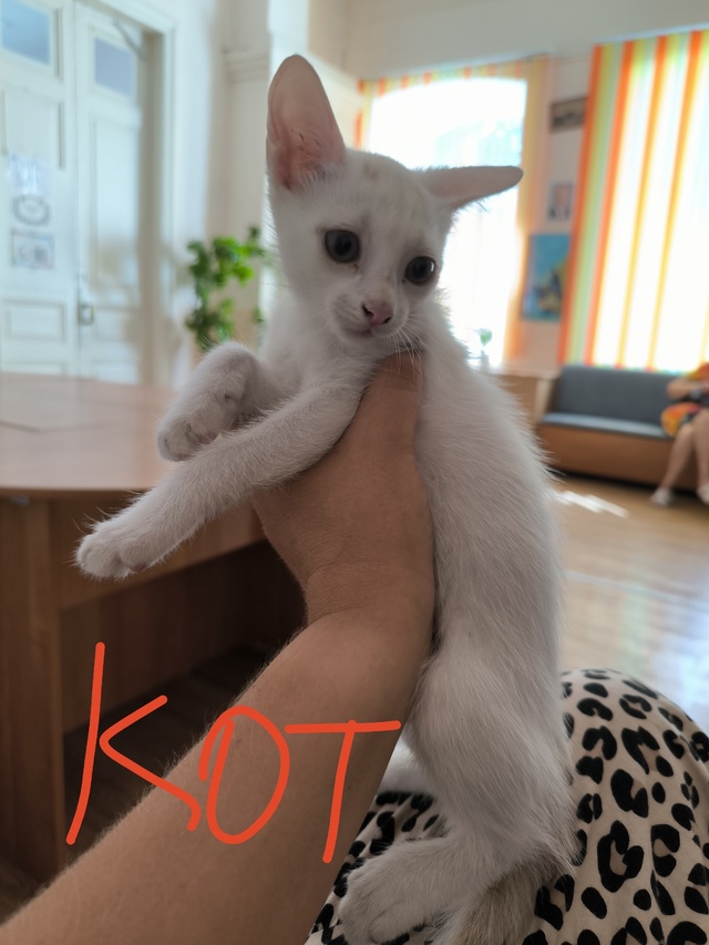 SOS!!!! Крик души! Помогите, пожалуйста, найти котосемье д...