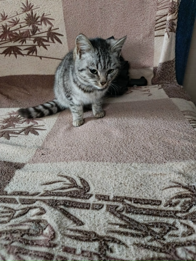 Чей котёнок, пришла к нам!
Девочка, ласковая!