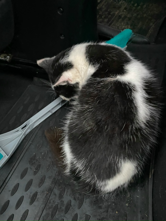 Чей котик? Подобран на дороге сбитым в начале Апатьева ...