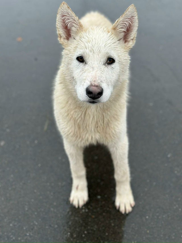 Частный сектор , отзовитесь ! В вольер два белых.медаеж?...