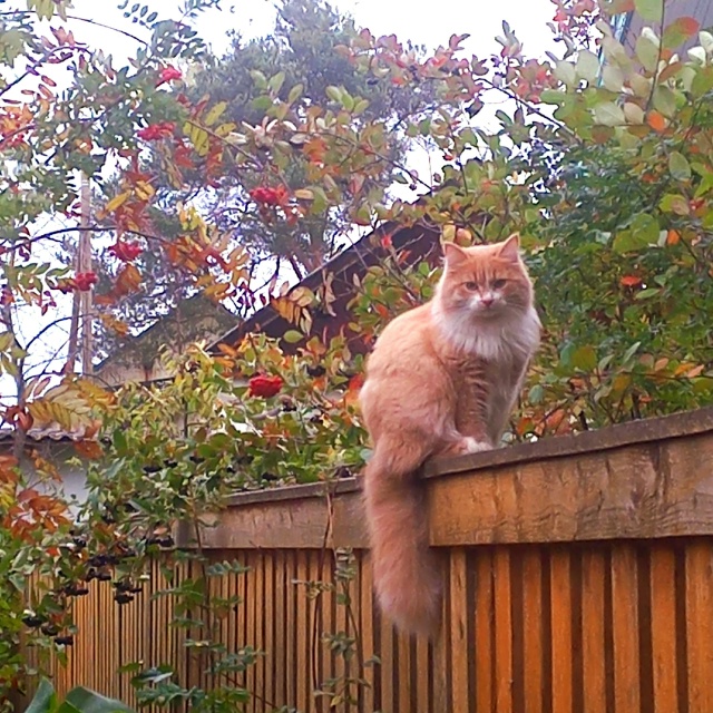 -Как я Вам? Думаю я с осенью похож? Или у Вас какие то со...