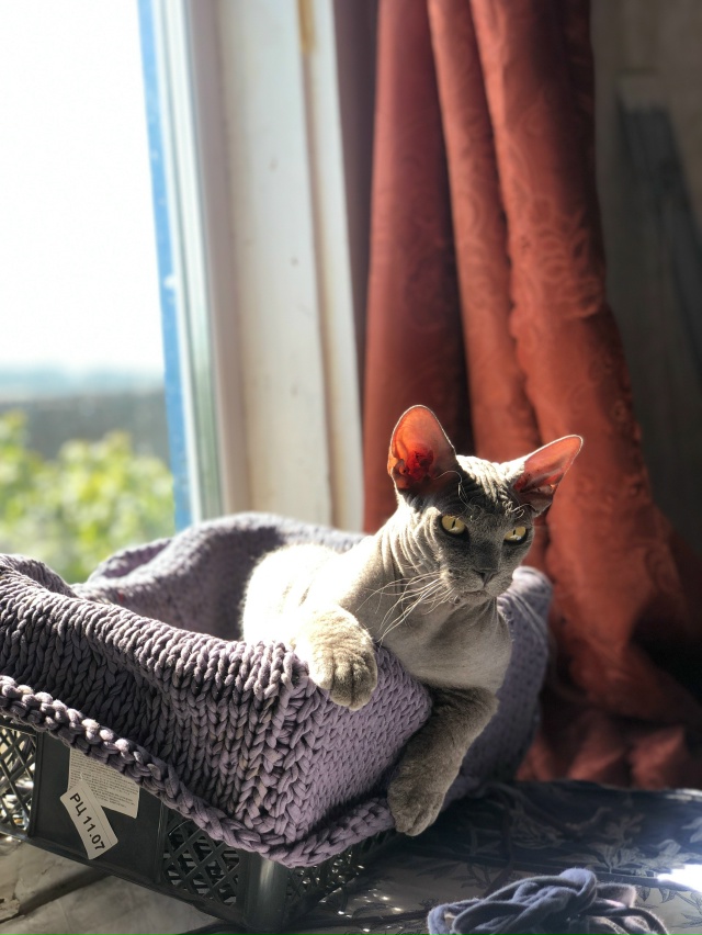 Начес ) кот в шерстяных носочках )