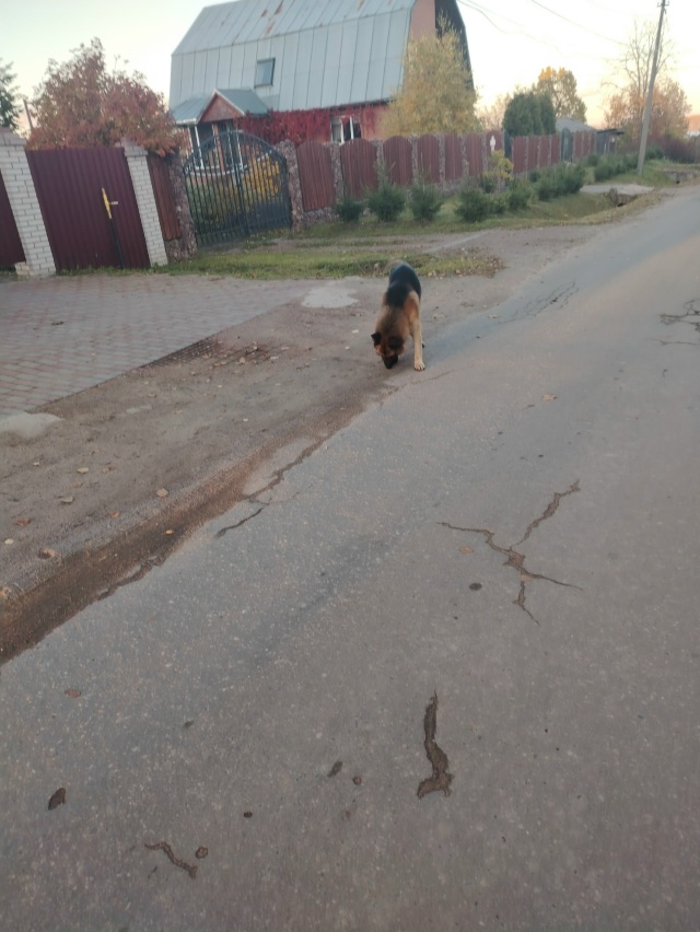 Чья овчарка, кобель, дёргает по бараевки? Без ошейник. Л...