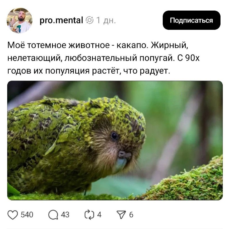 Наше новое тотемное животное — попугай Какапо из Новой Зеландии. Это самый толстый и единственный не