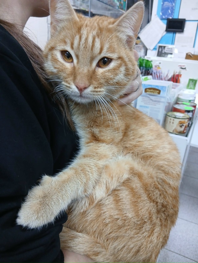 Животные
1. Потерялся котик в районе Шанхая, просьба со...