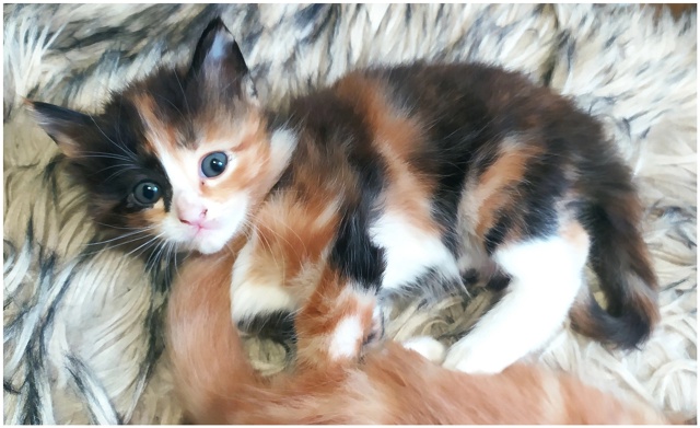 Предлагаем котят цветной турецкой ангоры от собственн...