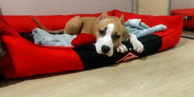 Помогите найти собаку!!! Зовут Джерри. Пропала с сысоль?...