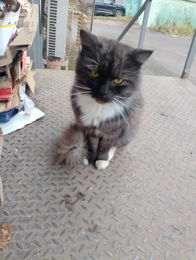 Здравствуйте. У пятерочки (ямская 1), со стороны служебн...