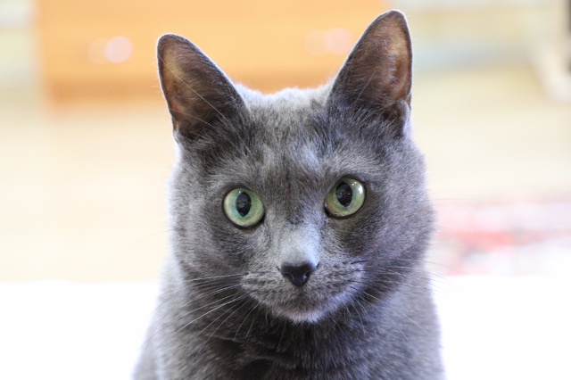 Кто сумеет назвать породу?😏!😇?😁!☺?😎!