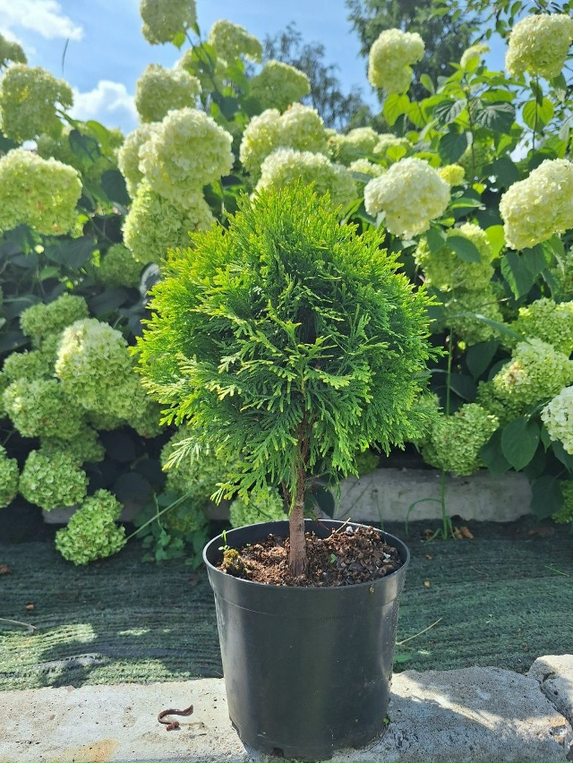 Создайте свой зеленый оазис! 🌳✨
Мечтаете о пышной жив...