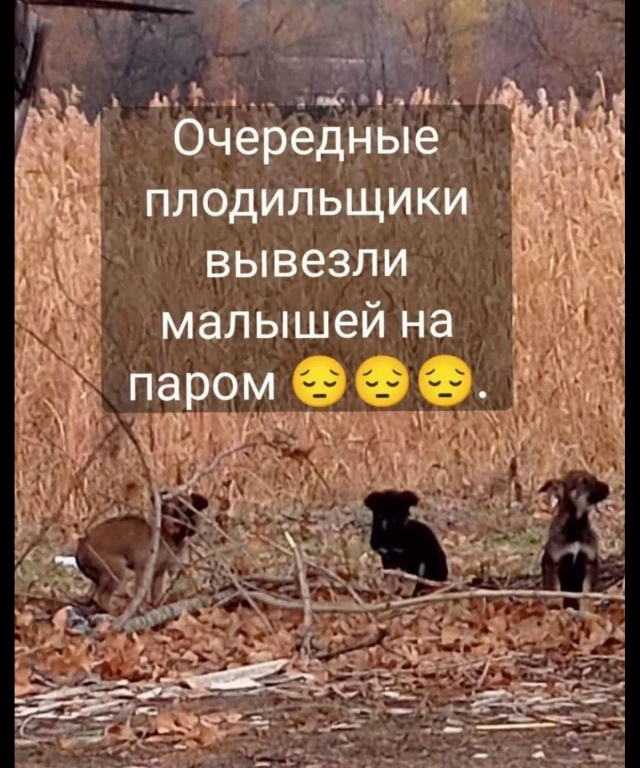 Хотелось бы узнать что означает слово зоошиза? Когда в?...