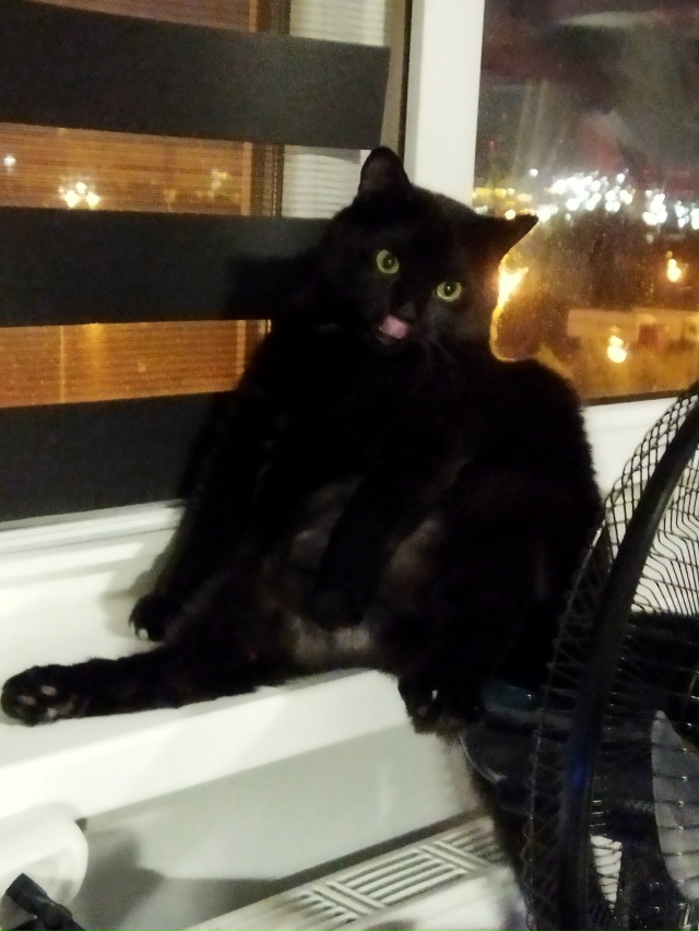 Смешной толстый чёрный кот смотреть бесплатно