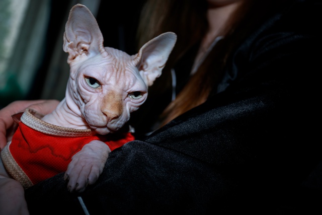 3 кота - 3 хвоста