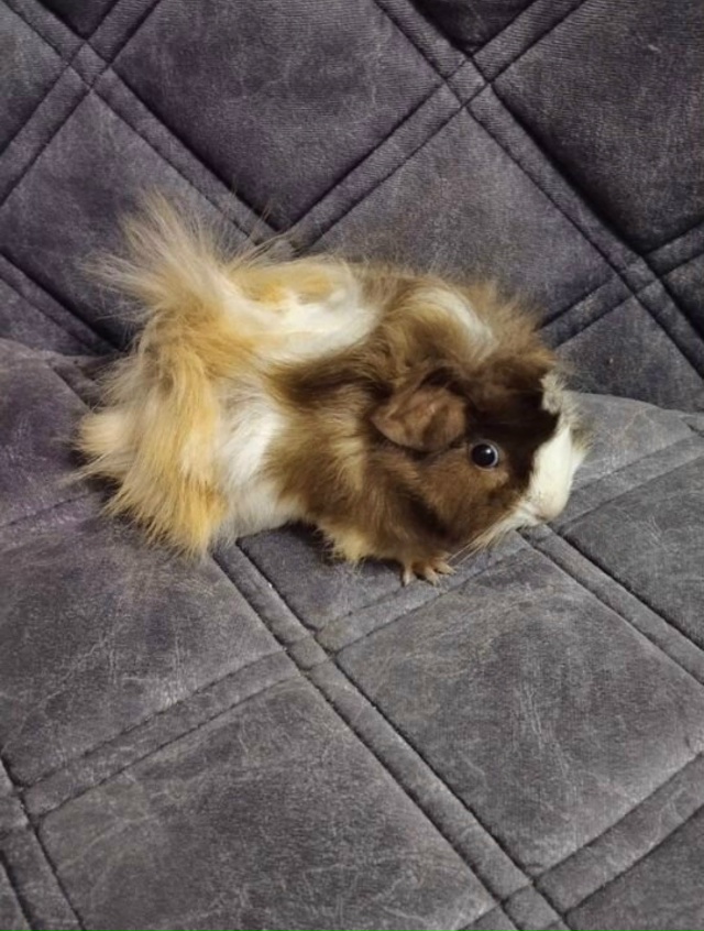 Морская свинка,девочка 3 месяца.Добрая и ласковая.
1500 р?...