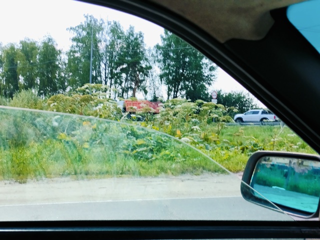 ‼️На выезде из Бежицы замечены заросли сортового БОР?...