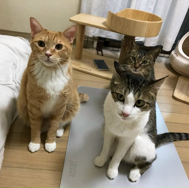 — Что такое красота?
— Это дом, где два кота.
— Что так...