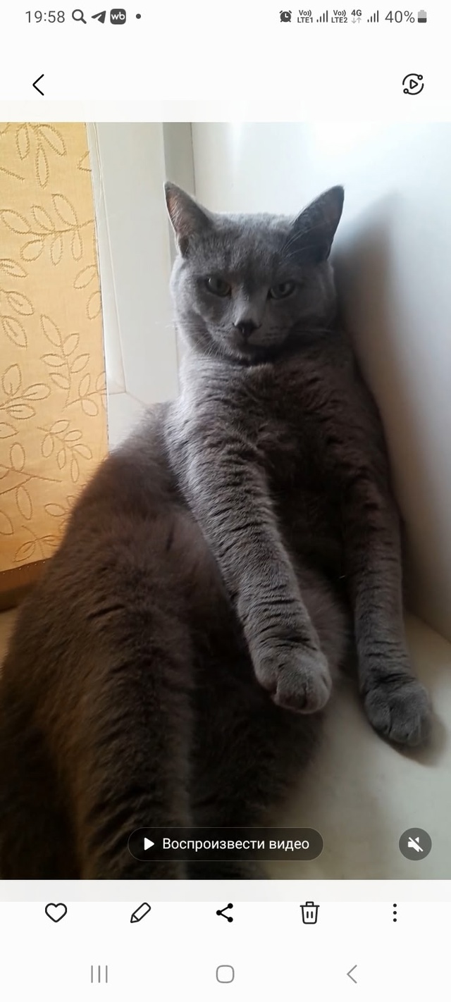 ПРОПАЛ КОТ!!!!!!!Людей боится,может забежать в подъезд, н?...