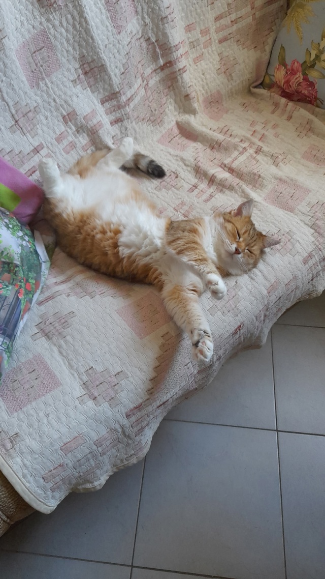 Фоксик