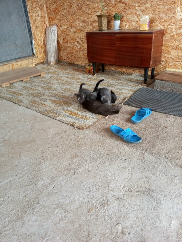 Отдам котят в хорошие руки тел. 89225442505 и 89320965591