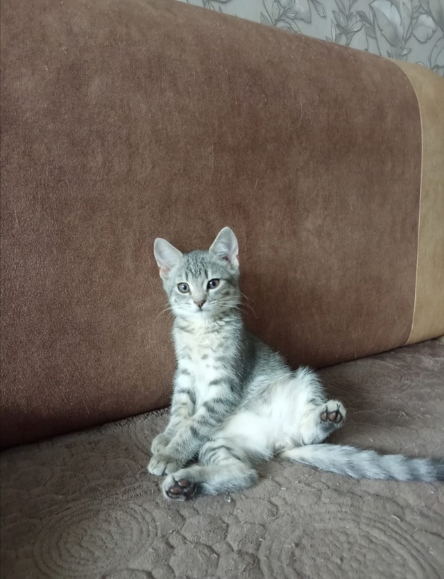 Здравствуйте, отдадим котят в добрые руки! Этих котят м...