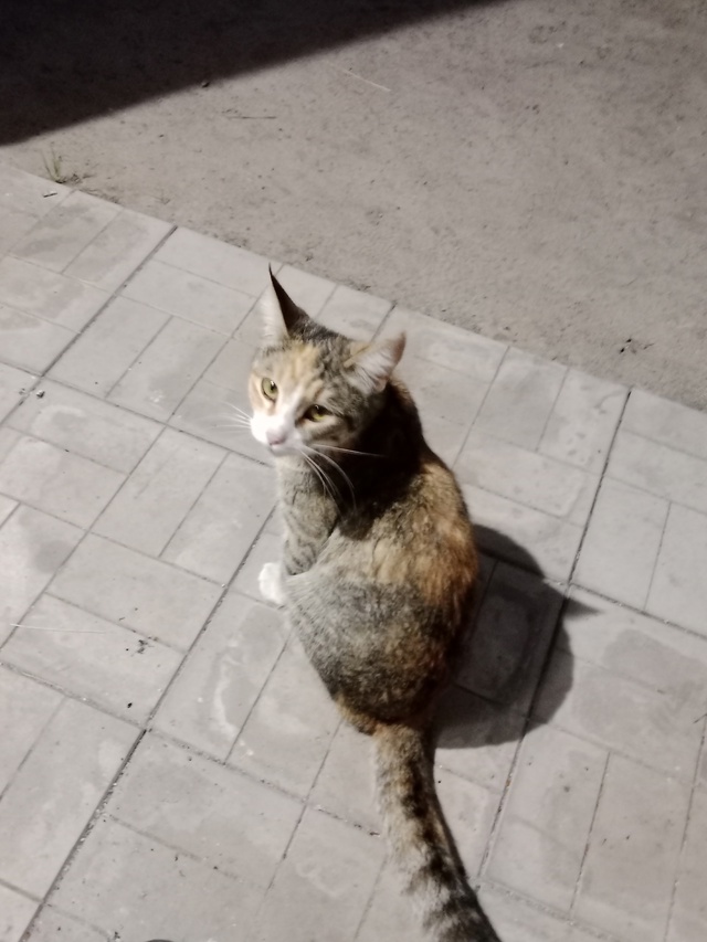 Может у кого-то потерялась кошечка? Район ПМК, или може?...