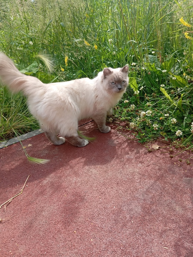 Может кто потерял на площадке находиться по романтико?...